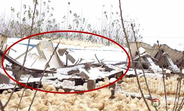 莒縣大雪鴨場損失300萬，天災(zāi)人禍誰來償