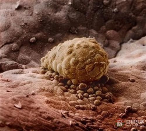 【真知】男人液體進(jìn)入女人體內(nèi)后發(fā)生的“化學(xué)反應(yīng)”，太震撼了……