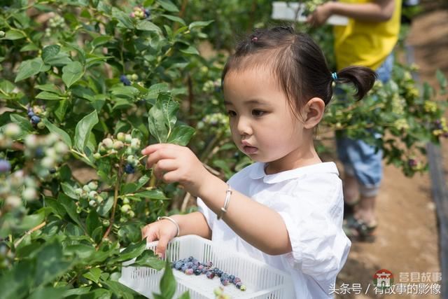 莒縣龍山隆海園藍(lán)莓采摘開園啦！
