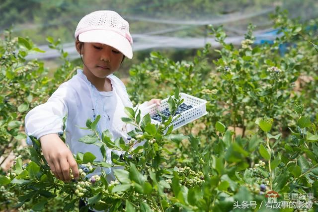 莒縣龍山隆海園藍(lán)莓采摘開園啦！