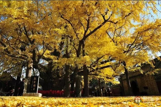 再過幾天，莒縣這個地方要火……先睹為快！