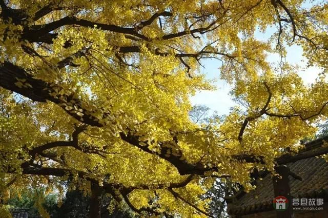 再過幾天，莒縣這個地方要火……先睹為快！