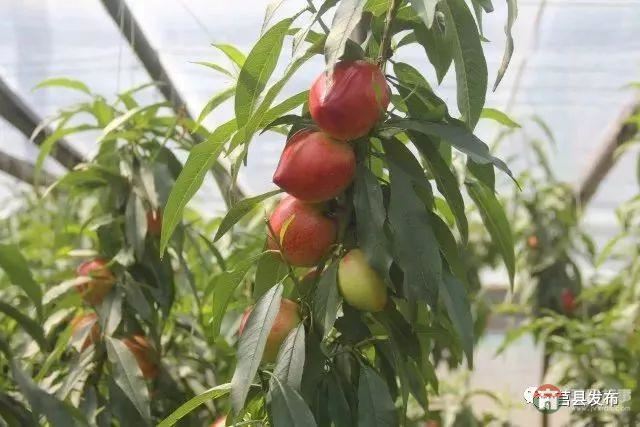 剛剛上市！莒縣這里好大一個(gè)“小油桃”，一年能賣3個(gè)億