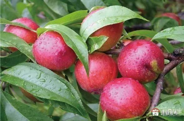剛剛上市！莒縣這里好大一個(gè)“小油桃”，一年能賣3個(gè)億