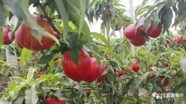剛剛上市！莒縣這里好大一個(gè)“小油桃”，一年能賣3個(gè)億