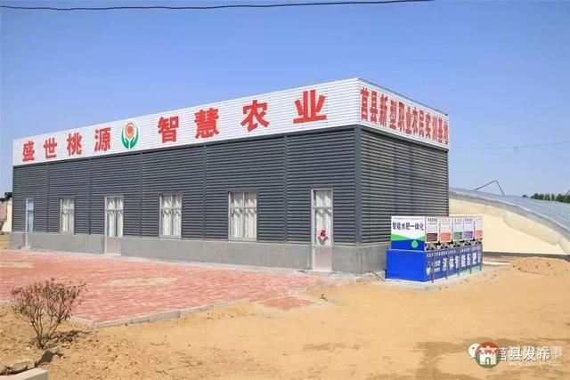 剛剛上市！莒縣這里好大一個(gè)“小油桃”，一年能賣3個(gè)億
